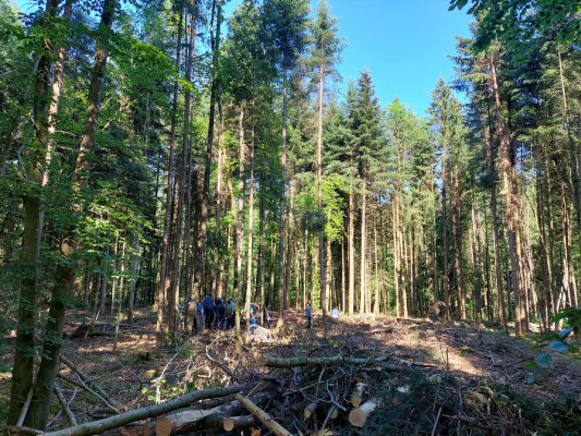 Vom Wald zum Bauholz - Wir bauen auf heimisches Holz e.V.