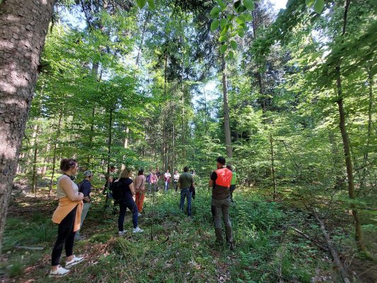 Vom Wald zum Bauholz - Wir bauen auf heimisches Holz e.V.
