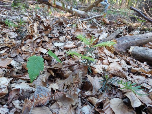 Vom Wald zum Bauholz - Wir bauen auf heimisches Holz e.V.