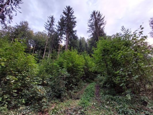 Waldrundgang mit Waldbesitzer des Jahres - Wir bauen auf heimisches Holz e.V.