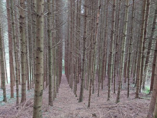 Waldrundgang mit Waldbesitzer des Jahres - Wir bauen auf heimisches Holz e.V.