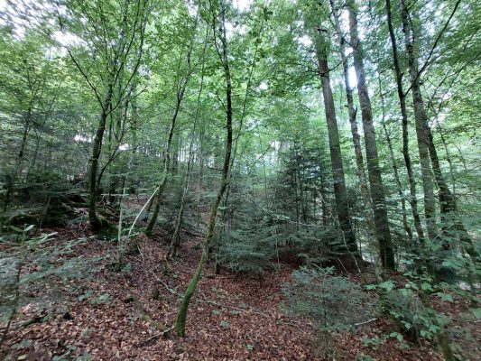 Waldrundgang mit Waldbesitzer des Jahres - Wir bauen auf heimisches Holz e.V.