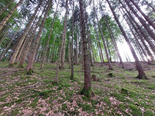 Waldrundgang mit Waldbesitzer des Jahres - Wir bauen auf heimisches Holz e.V.