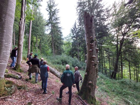 Waldrundgang mit Waldbesitzer des Jahres - Wir bauen auf heimisches Holz e.V.