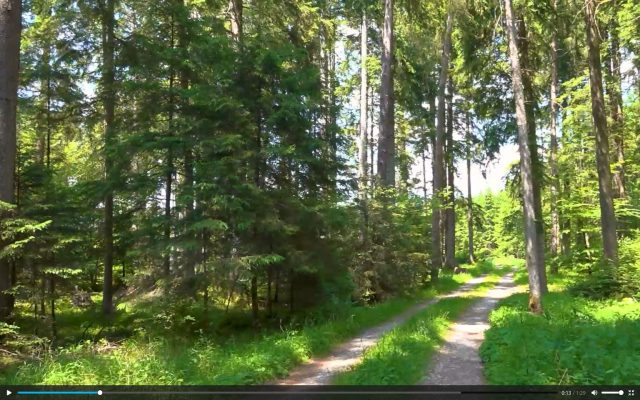 Wertschöpfungskette Wir bauen auf heimisches Holz