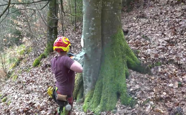 Wertschöpfungskette Wir bauen auf heimisches Holz